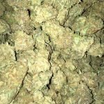 Buy Granddaddy Purple Spain. Its effects are clearly detectable in both mind and body, delivering a fusion of cerebral euphoria and physical relaxation.