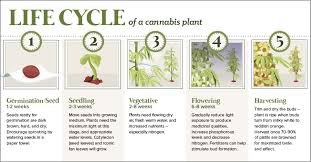 Cannabis Growth Cycle Europe. Weed goes through: germination, seedling development, vegetative growth, flowering, and harvesting.