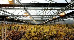 How to Grow Weed Indoors Europe. See our beginners guide on growing cannabis from nutrients, grow medium, and even easy auto strains.