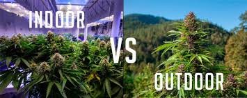 Indoor Vs Outdoor Cannabis Europe. Wondering how to tell the difference between indoor and outdoor cannabis seeds?