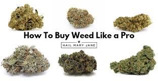 Tips on How to Buy Weed Safely Europe. Throughout Europe, there are numerous offline and online ways to purchase, sell, and trade cannabis.