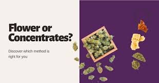 THC levels Weed vs Concentrates. The impact is felt more rapidly and forcefully since concentrates contain a higher amount of THC than flower.