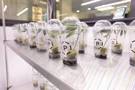 How & Why to Buy Clones for Your Grow. Clones can be more cost effective compared to seeds in terms of yield.