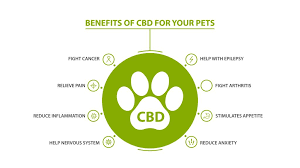 Understanding the Benefits of CBD for Pets. CBD holds the potential to enhance the lives of pets, with relief from a range of health issues.