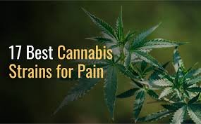 The Best Strains for Pain Relief. Which strain is better for pain relief, indica or sativa and hybrid? all include pain-relieving effects.